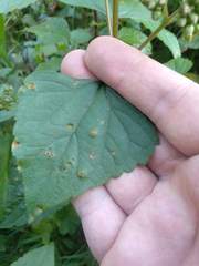 Baeodromus eupatorii