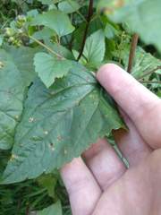 Baeodromus eupatorii