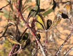 Eucalyptus calycogona
