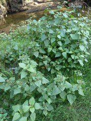 Baeodromus eupatorii