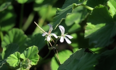 Pelargonium odoratissimum