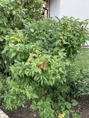 Forsythia viridissima