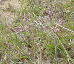 Pelargonium reniforme