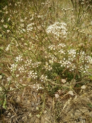Pimpinella corymbosa
