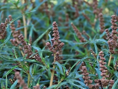 Amaranthus muricatus