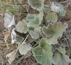 Pelargonium reniforme