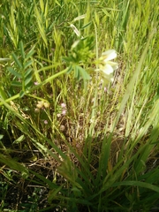 Vicia basaltica