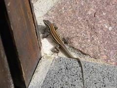 Gallotia caesaris gomerae