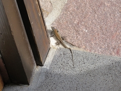 Gallotia caesaris gomerae
