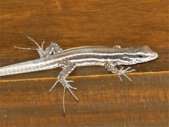 Gallotia caesaris gomerae