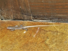 Gallotia caesaris gomerae