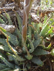 Aloe humilis