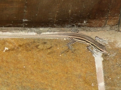 Gallotia caesaris gomerae