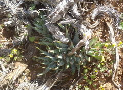 Aloe humilis