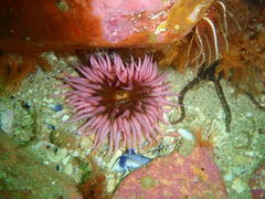 Bunodactis reynaudi