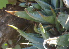 Aloe humilis