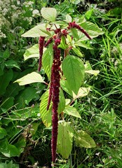 Amaranthus caudatus