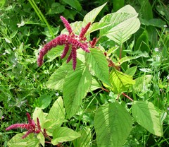 Amaranthus caudatus