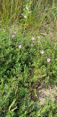Agalinis decemloba
