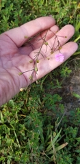 Agalinis decemloba