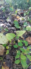 Maianthemum bifolium