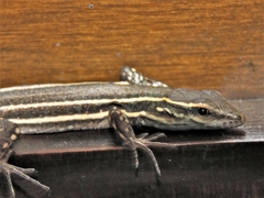Gallotia caesaris gomerae