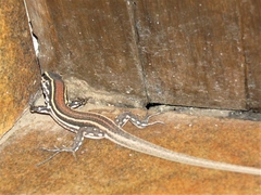 Gallotia caesaris gomerae