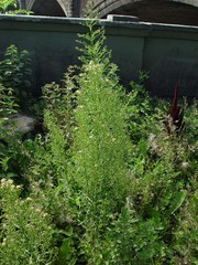 Erigeron floribundus