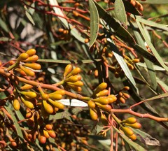Eucalyptus leptophylla