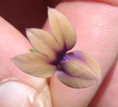Monopsis scabra