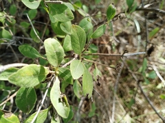 Lonicera etrusca