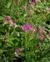 Silene pendula