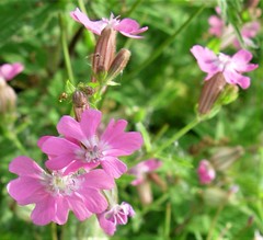 Silene pendula