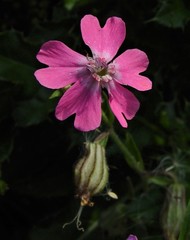 Silene pendula