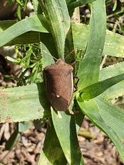 Basicryptus costalis