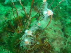Tubulariidae