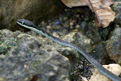 Dendrelaphis calligaster
