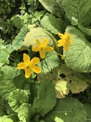 Caltha palustris