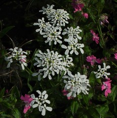 Iberis umbellata