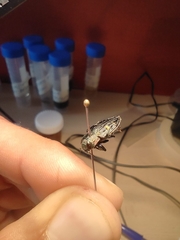 Chrysobothris chrysostigma