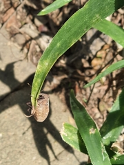 Basicryptus costalis