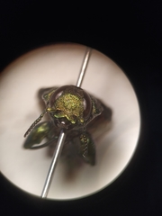 Chrysobothris chrysostigma