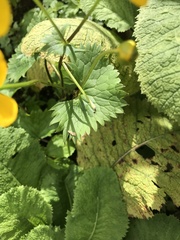 Caltha palustris