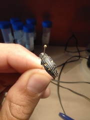 Chrysobothris chrysostigma