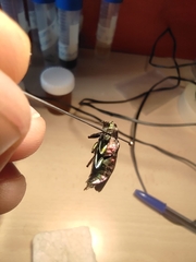 Chrysobothris chrysostigma