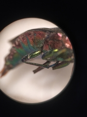 Chrysobothris chrysostigma