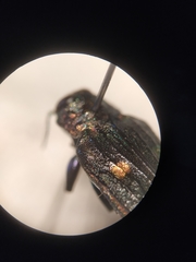 Chrysobothris chrysostigma