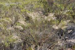 Pentameris eriostoma