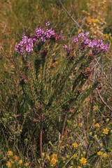 Comesperma ericinum