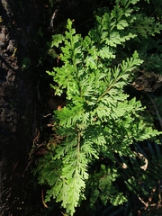 Selaginella involvens